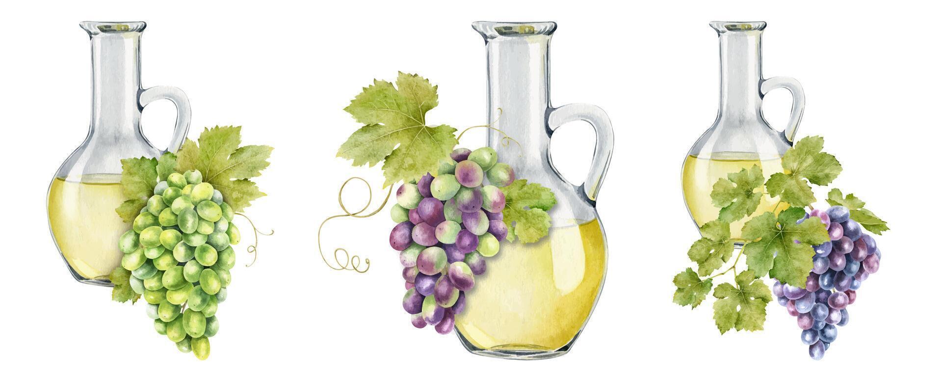 Krug mit Traube Samen Öl. ein Karaffe mit Traube Saft. natürlich Gemüse Öl. Traube Samen Öl im Glas Flasche. isoliert Aquarell Illustration. zum das Design von Etiketten von Wein, Traube Saft, Kosmetika. vektor