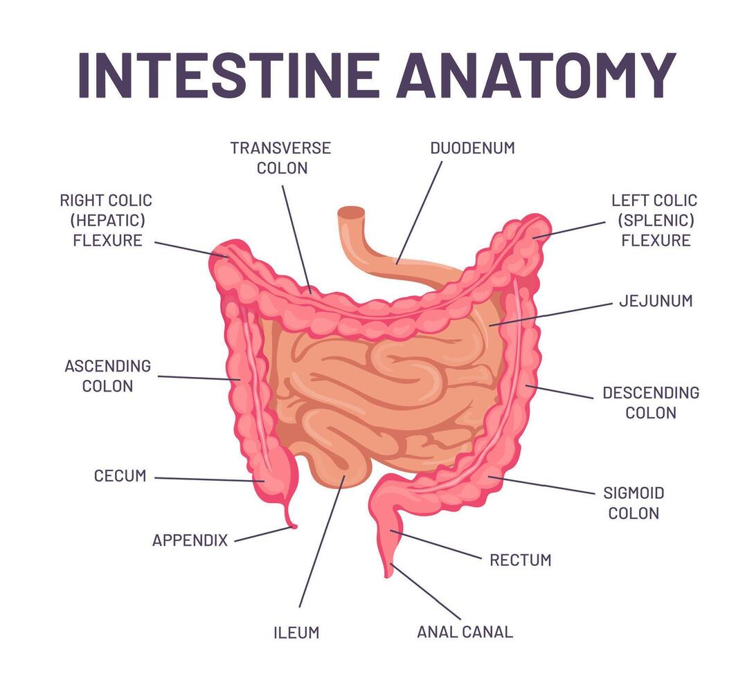 Darm Anatomie. Mensch Körper Verdauungs- System Darm Infografik mit Zwölffingerdarm, Doppelpunkt und Jejunum. intern Bauch Organ Vektor Struktur