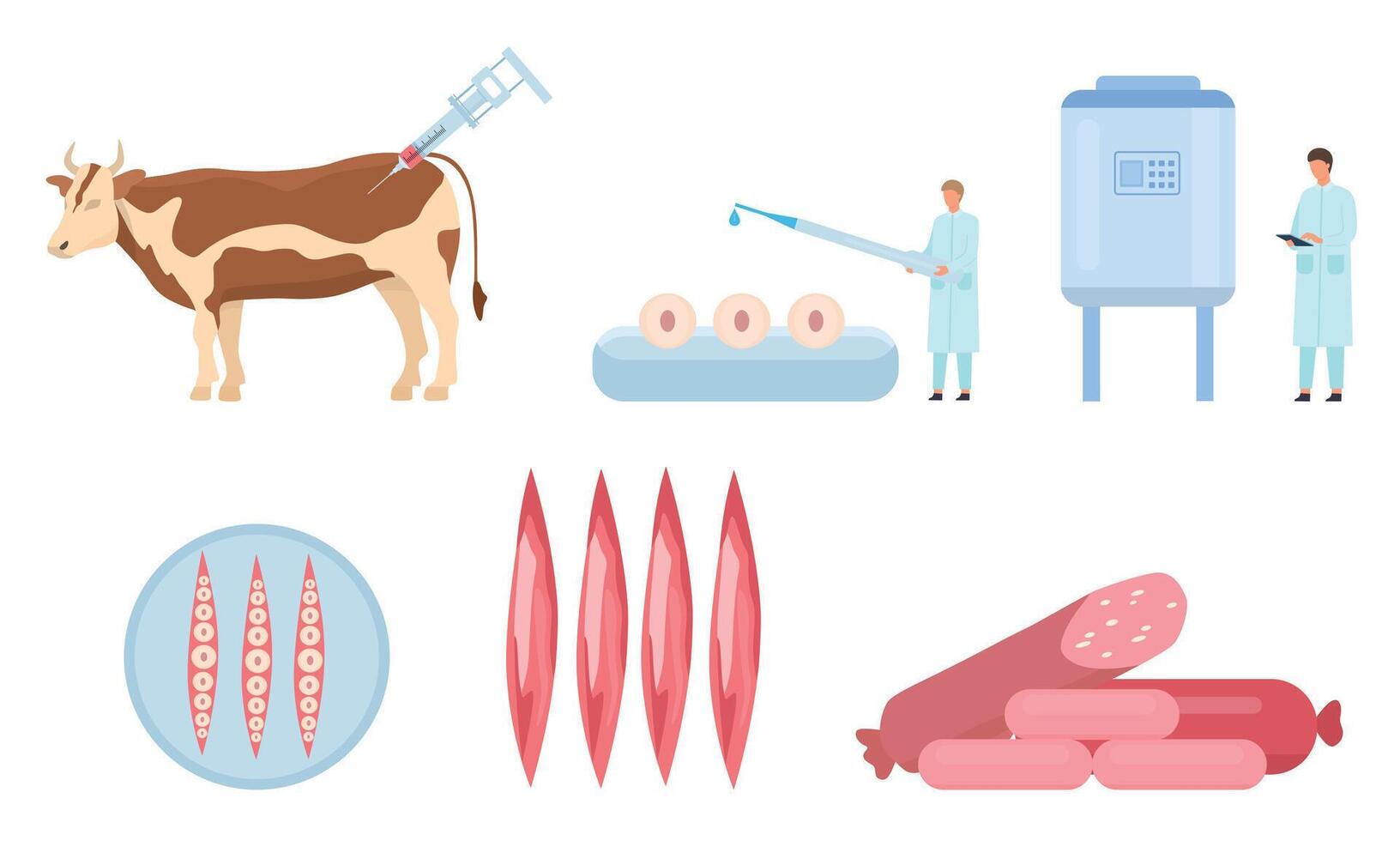 eben künstlich kultiviert Rindfleisch Fleisch Produktion Verfahren. Kuh Biopsie, Zellen und Muskel Wachstum, Labor Bioreaktor. Essen Wissenschaft Vektor Infografik