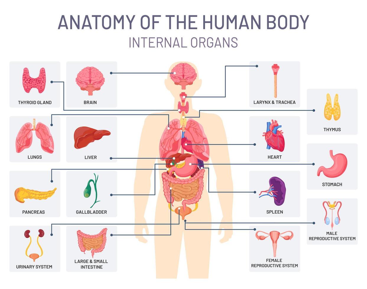 mänsklig organ systemet. medicinsk kropp anatomi, man inre fysiologi delar. andningsorgan, reproduktiv och matsmältnings system vektor infographic