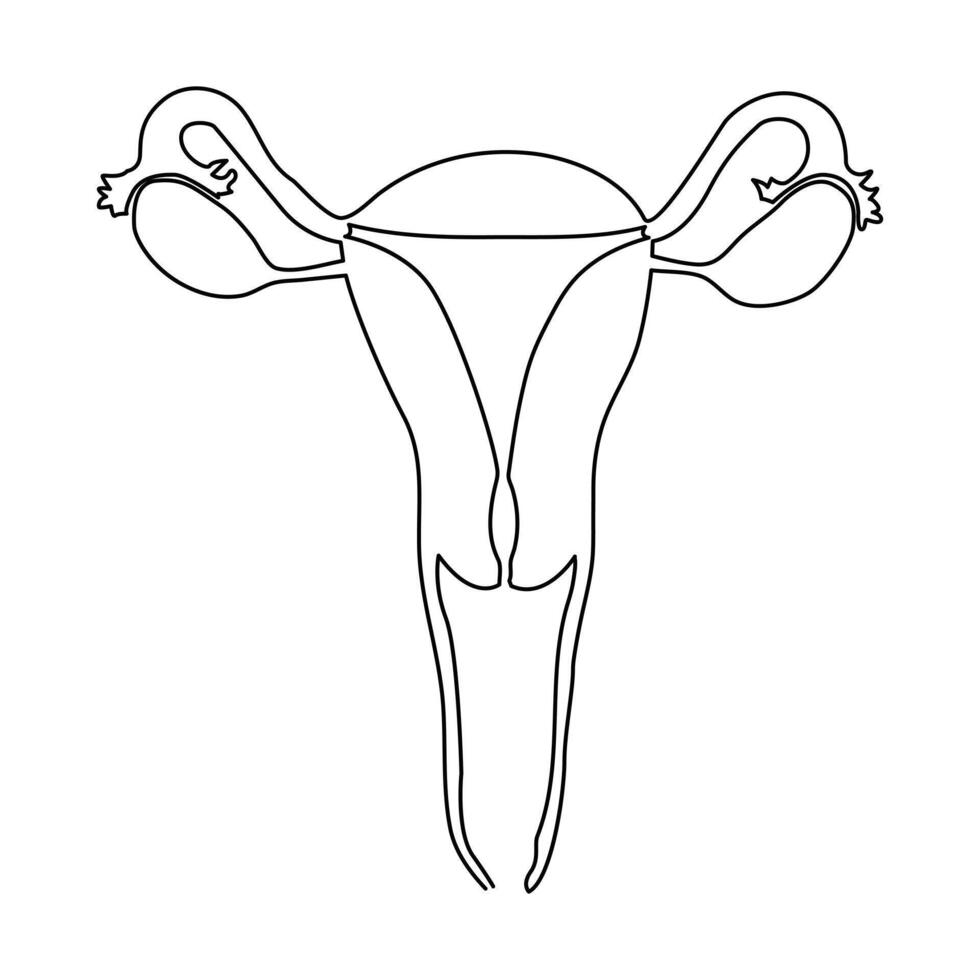 kontinuerlig enda ett linje teckning livmoder och äggstockar, organ av kvinna reproduktiv systemet och kvinnors dag vektor konst illustration