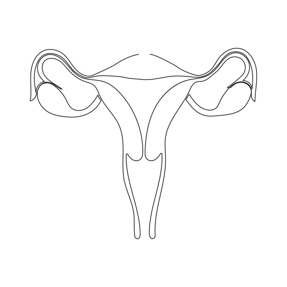 kontinuerlig enda ett linje teckning livmoder och äggstockar, organ av kvinna reproduktiv systemet och kvinnors dag vektor konst illustration