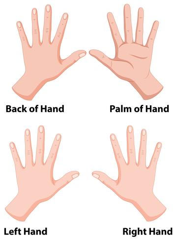 Händer i fyra positioner vektor