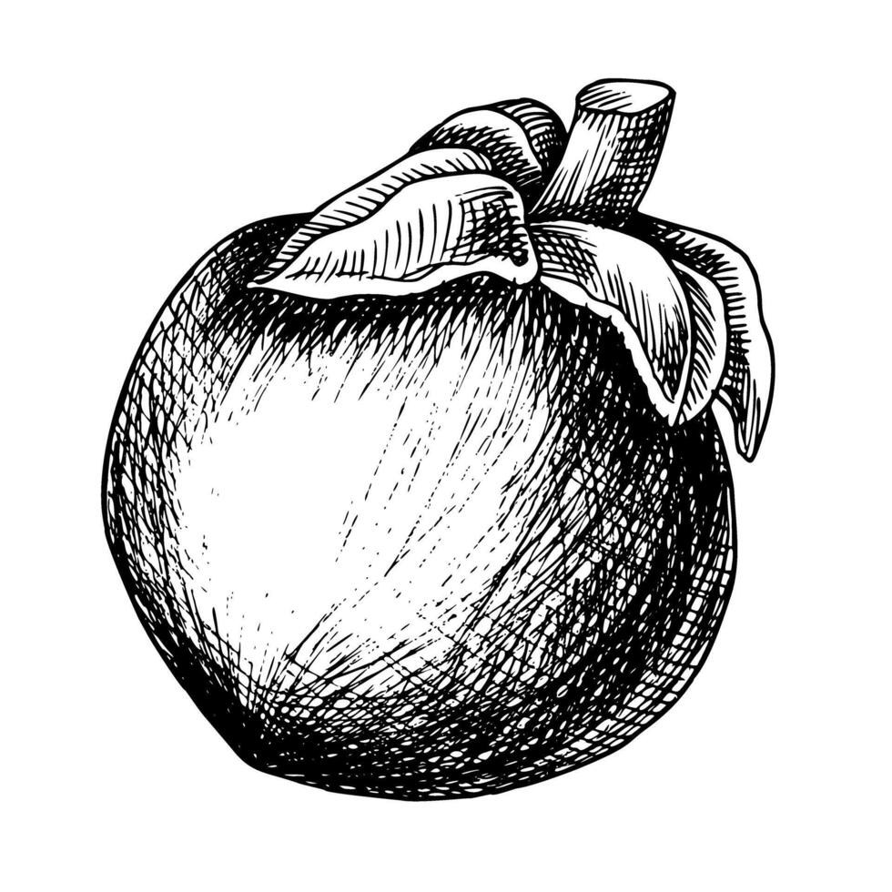 Mangostan Vektor Illustration. Hand gezeichnet Gravur von asiatisch tropisch Frucht. linear Zeichnung von tropisch Pflanze zum Produkt Etikett. exotisch thailändisch Essen zum Clip Art oder Symbol im schwarz und Weiß Farben