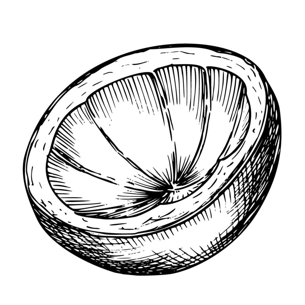 mangostan skala vektor illustration. hand dragen linjär skiss av exotisk tropisk frukt svål i svart och vit färger på isolerat bakgrund. etsning av asiatisk thai växt i för mat märka design