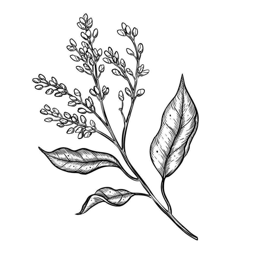 avokado blommande växt vektor illustration. hand dragen teckning på isolerat bakgrund. botanisk etsning av frukt tillväxt etapper. gravyr av gren med löv och knoppar. tropisk natur skiss