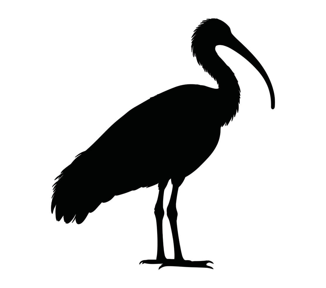 svart och vit afrikansk helig ibis silhuett. vektor illustration.