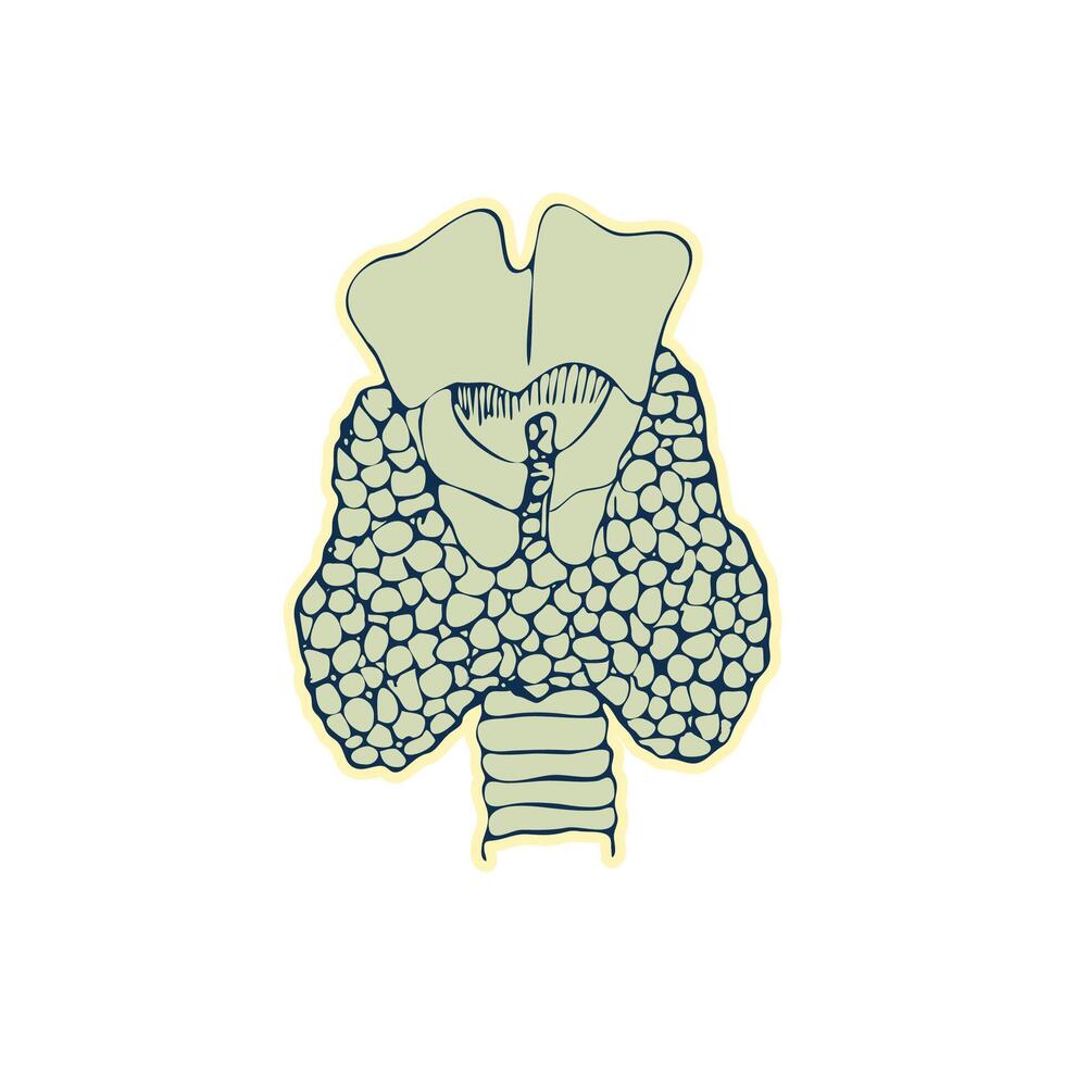 Aufkleber von Mensch Schilddrüse Jahrgang Anatomie Gekritzel Linie skizzieren Organ isoliert auf Weiß Hintergrund. gut Idee zum Design retro Medizin Poster im Hand gezeichnet Stil. anatomisch Körper Teil Vektor Illustration