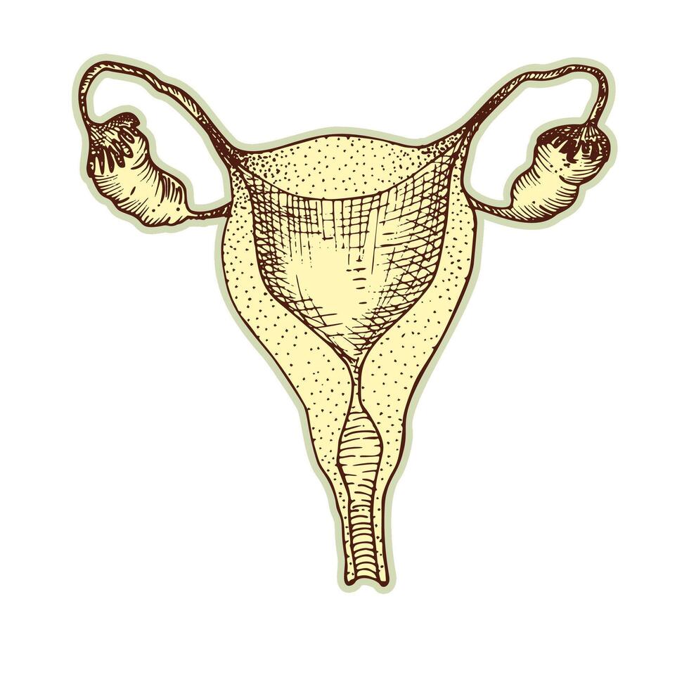 Aufkleber von Gebärmutter Herz. Jahrgang Anatomie Gravur skizzieren Organ isoliert auf Weiß Hintergrund. gut Idee zum Design retro Medizin Poster im Hand gezeichnet Stil. anatomisch Körper Teil Vektor Illustration