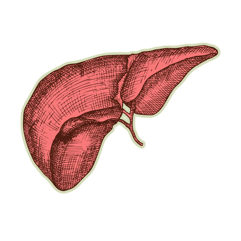 klistermärke av mänsklig lever. årgång anatomi gravyr skiss organ isolerat på vit bakgrund. Bra aning för design retro medicin affisch i hand dragen stil. anatomisk kropp del vektor illustration