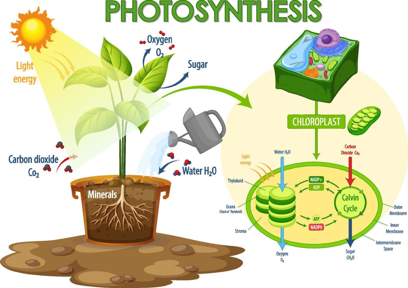 diagram som visar processen för fotosyntes i anläggningen vektor