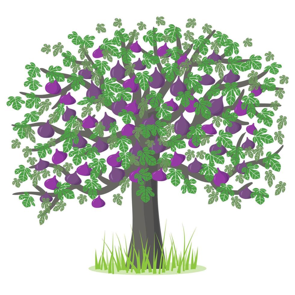 Illustration mit ein Feige Baum. Grün, lila, lila, grau. zum das Design von Postkarten, Einladungen, Plakate zum das Design von Postkarten, Einladungen, Plakate vektor