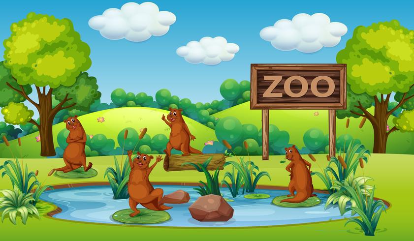 Otter im Zoo vektor