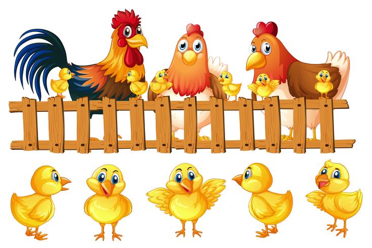 Kycklingfamilj med fem små kycklingar vektor