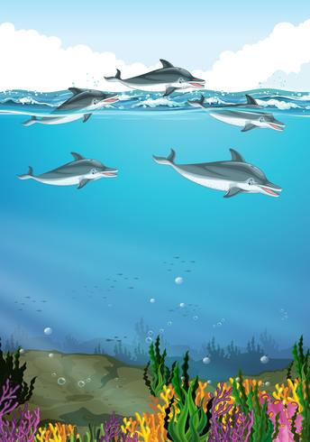Delfiner som simmar i havet vektor