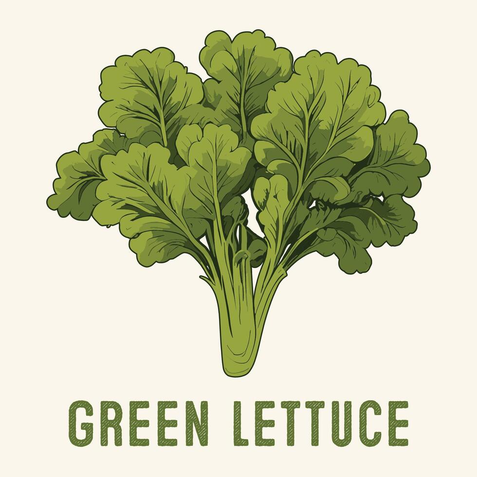Hand gezeichnet Grün Grüner Salat Jahrgang graviert Stil vektor