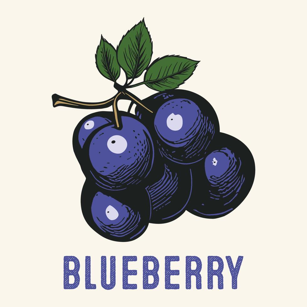 graverat blåbär frukt årgång hand dragen vektor