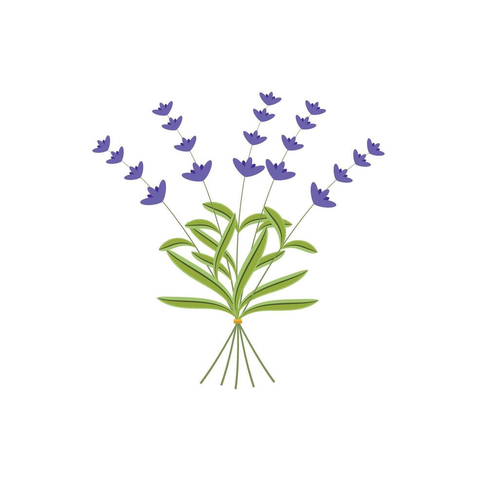 lavendel- växt blommor knippa ikon, isolerat på vit bakgrund. vektor illustration