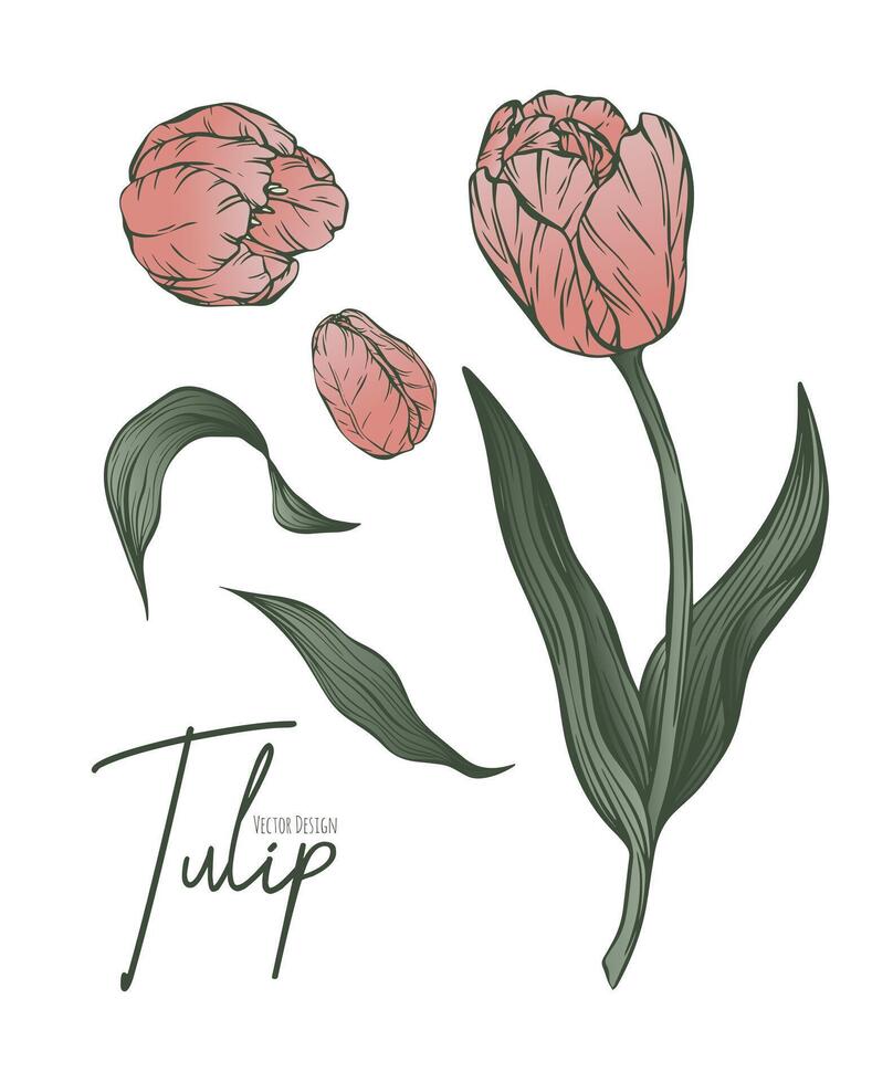 botanisch einstellen Linie Illustration von Tulpe Blumen zum Hochzeit Einladung und Karten, Logo Design, Netz, Sozial Medien und Poster, Vorlage, Werbung, Schönheit und kosmetisch Industrie. vektor