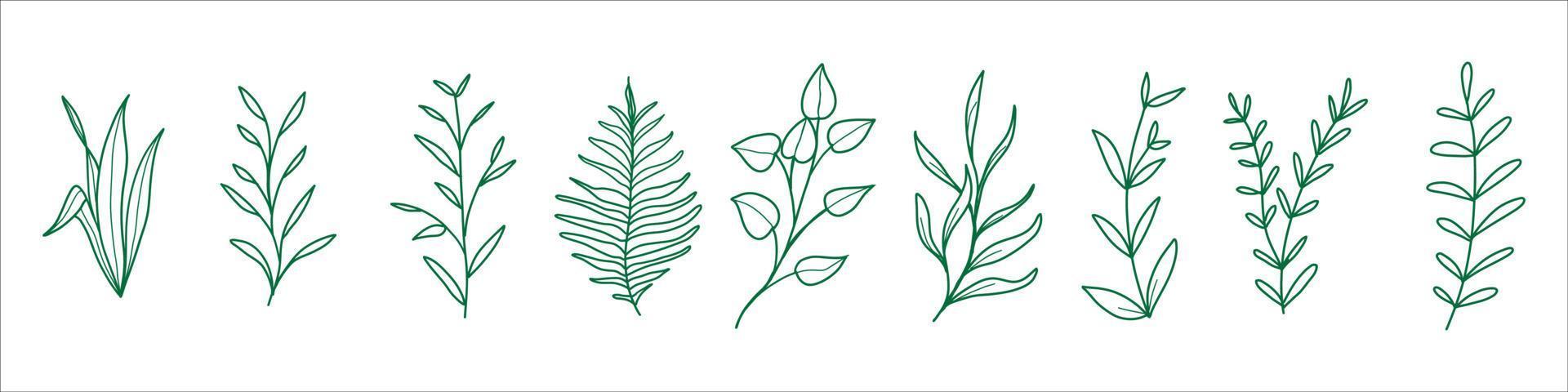 vektor botaniska doodles illustration element