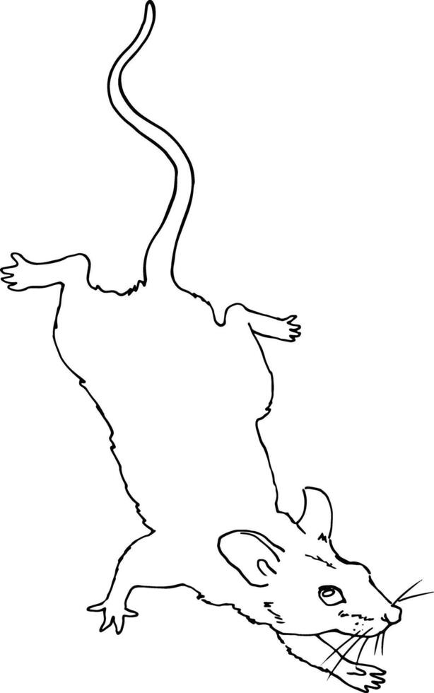 teckning av en sork mus. en vild mus kommer ner. linjär skiss i vektor. för design och utskrift av produkt förpackning för gnagare och små djur. för reklam veterinär kliniker och sällskapsdjur butiker vektor