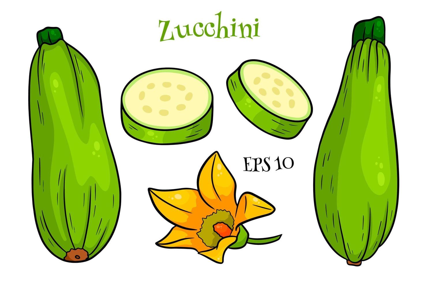zucchini set. färsk skivad zucchini och blomma. vektor