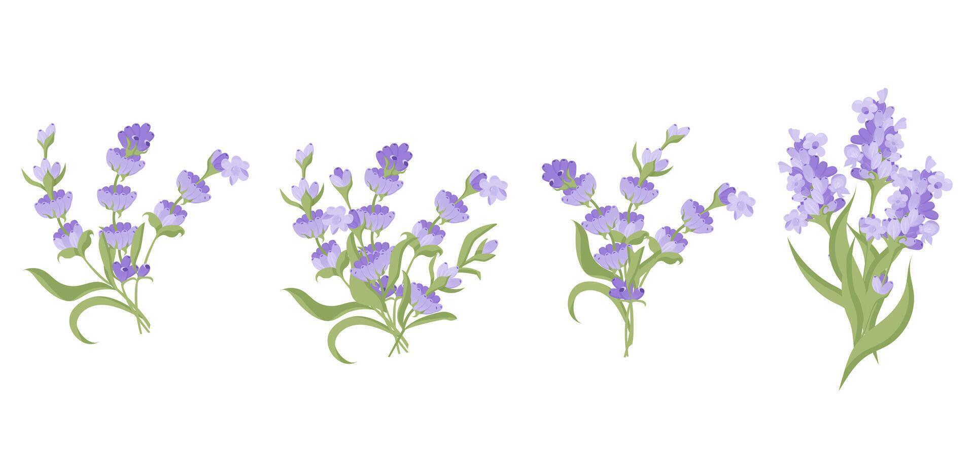 uppsättning av buketter av lavendel- blommor. vektor illustration isolerat på vit bakgrund.