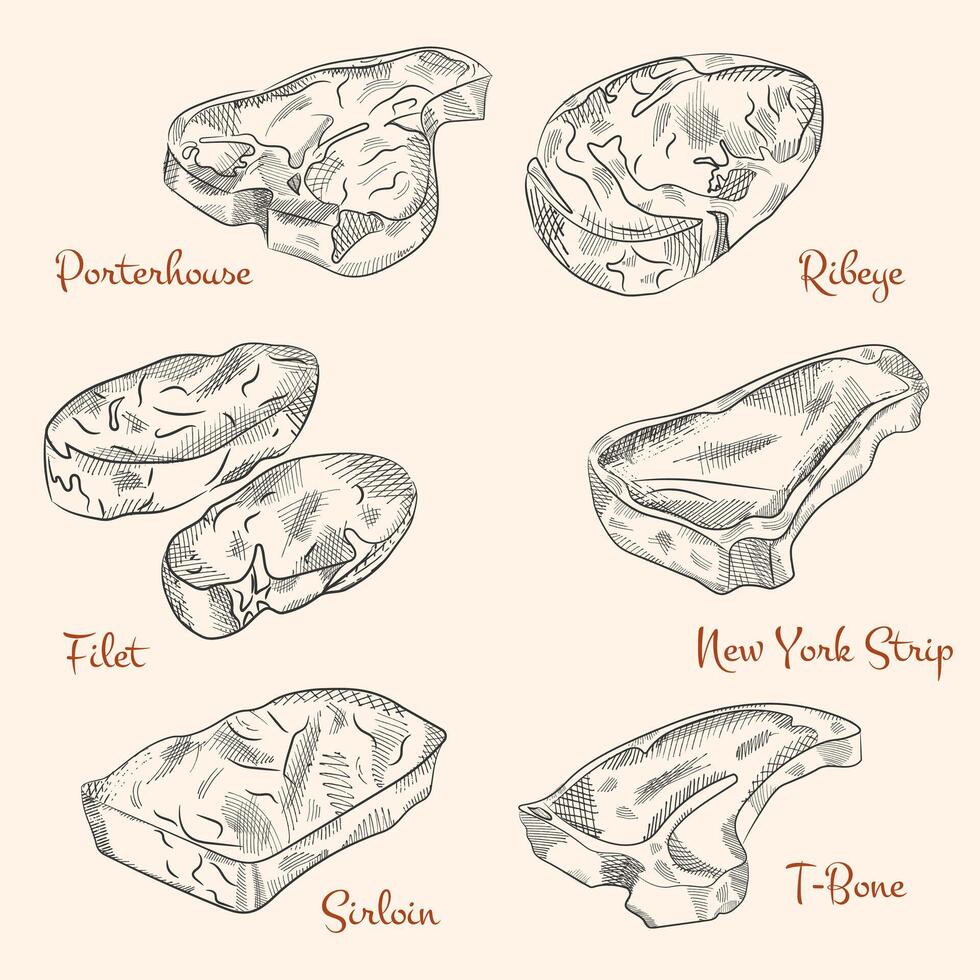 vektor nötkött skärsår, Begagnade för matlagning biff och steka - T ben, revben öga, porterhouse, tomahawk, filet Mignon, strippa, ländstycke, tri-tips och Övrig populär biff nedskärningar