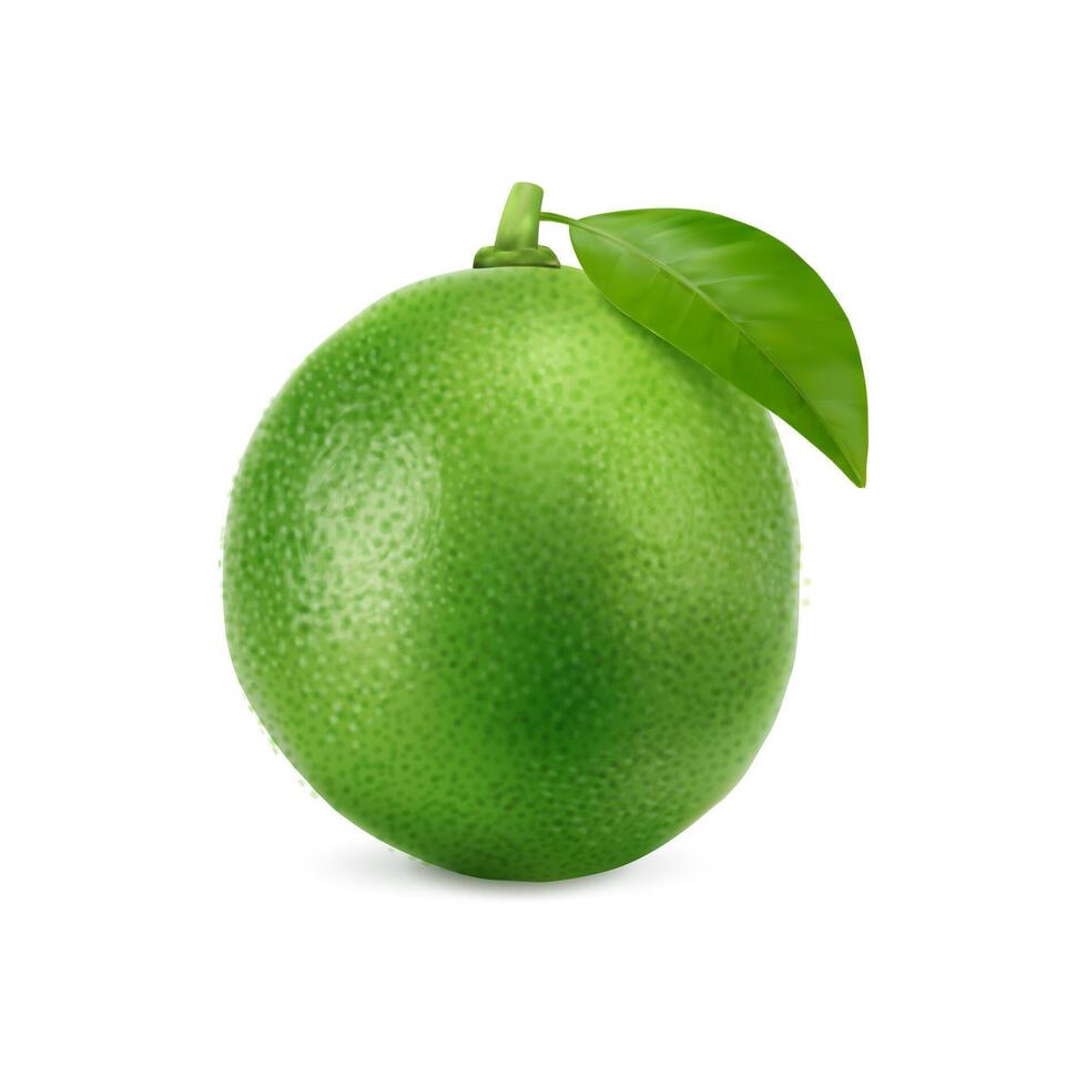 realistisk grön mogen rå kalk frukt, hela citrus- vektor