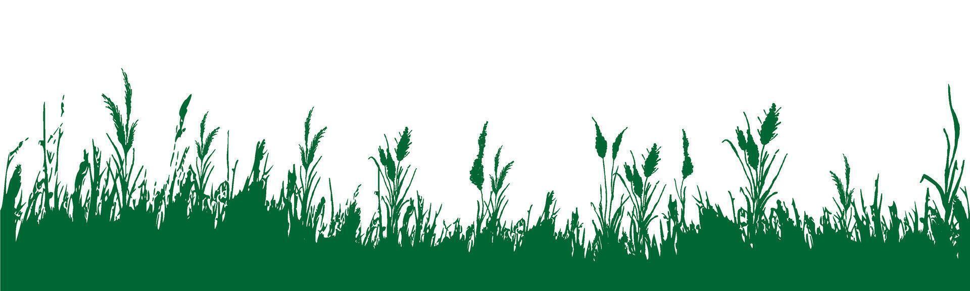 Bild von ein einfarbig Schilf, Gras oder Rohrkolben auf ein Weiß hintergrund.isoliert Vektor Zeichnung.schwarz Gras Grafik Silhouette.