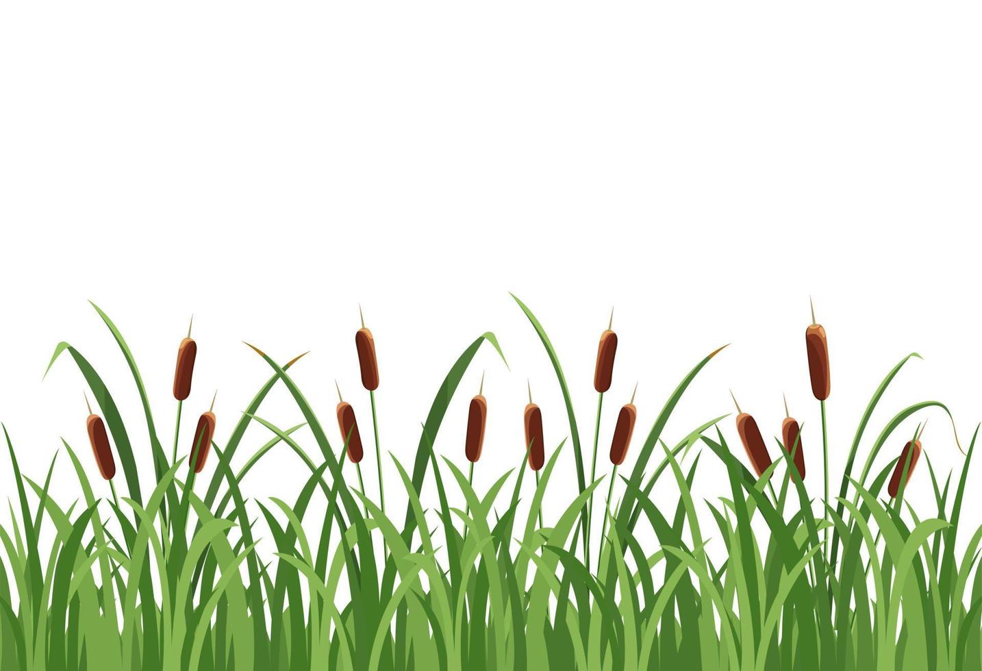 vassblomma, vass i gräset på vit bakgrund vektor