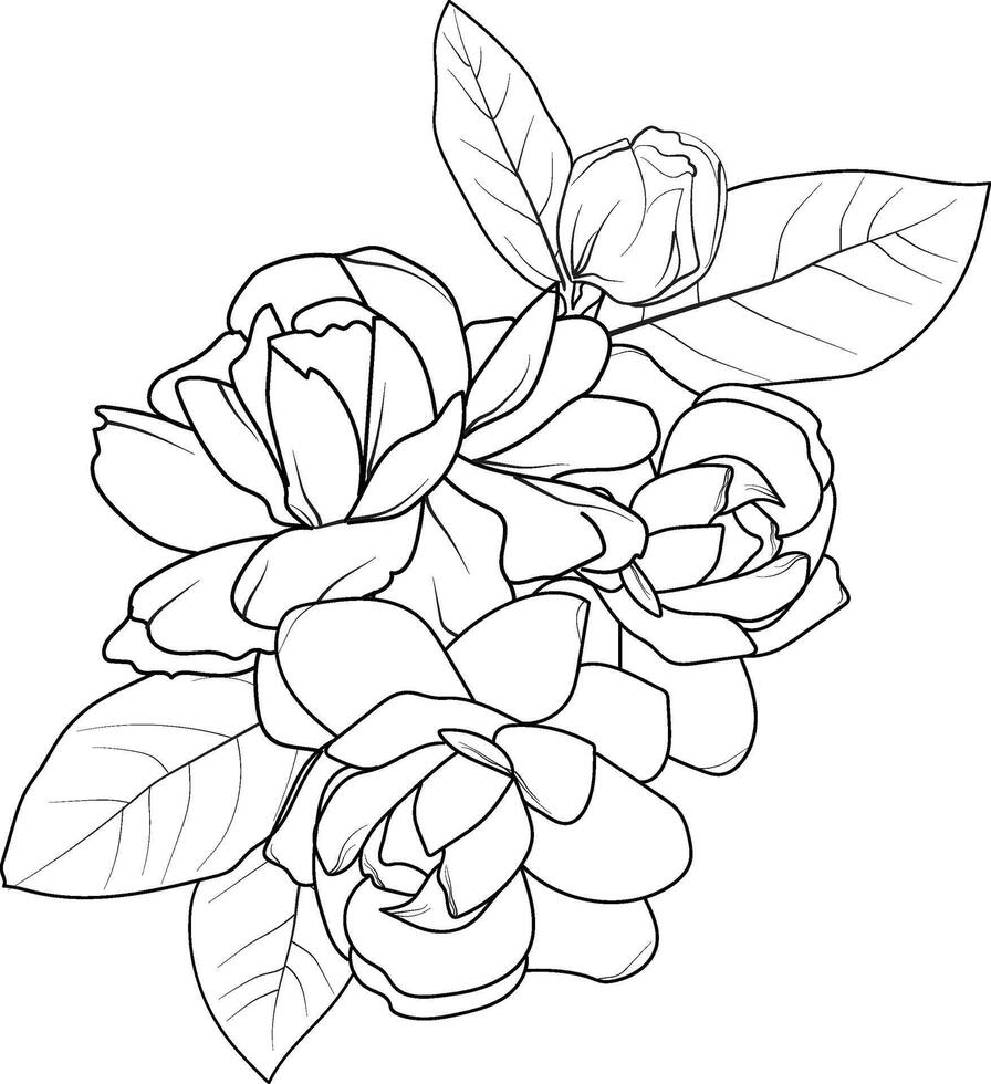 vit jasmin blomma teckning, realistisk jasmin blomma teckning, konst jasmin blomma teckning, linje konst enkel jasmin blomma teckning, realistisk jasmin blomma penna teckning vektor