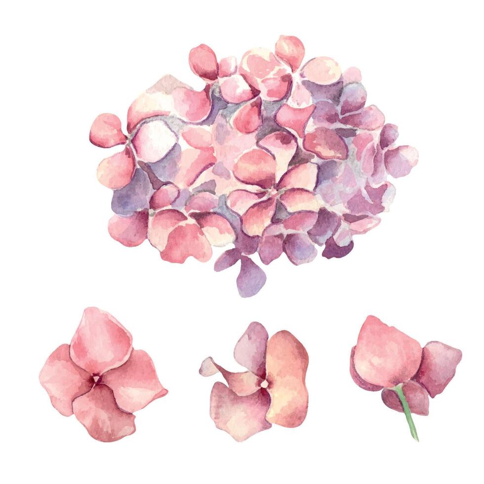 vattenfärg illustration uppsättning av rosa hortensia isolerat på vit bakgrund. målad blommig uppsättning av blommor i mild färger. bröllop element med ljus blommor. design påsk kort, mödrar dag vektor