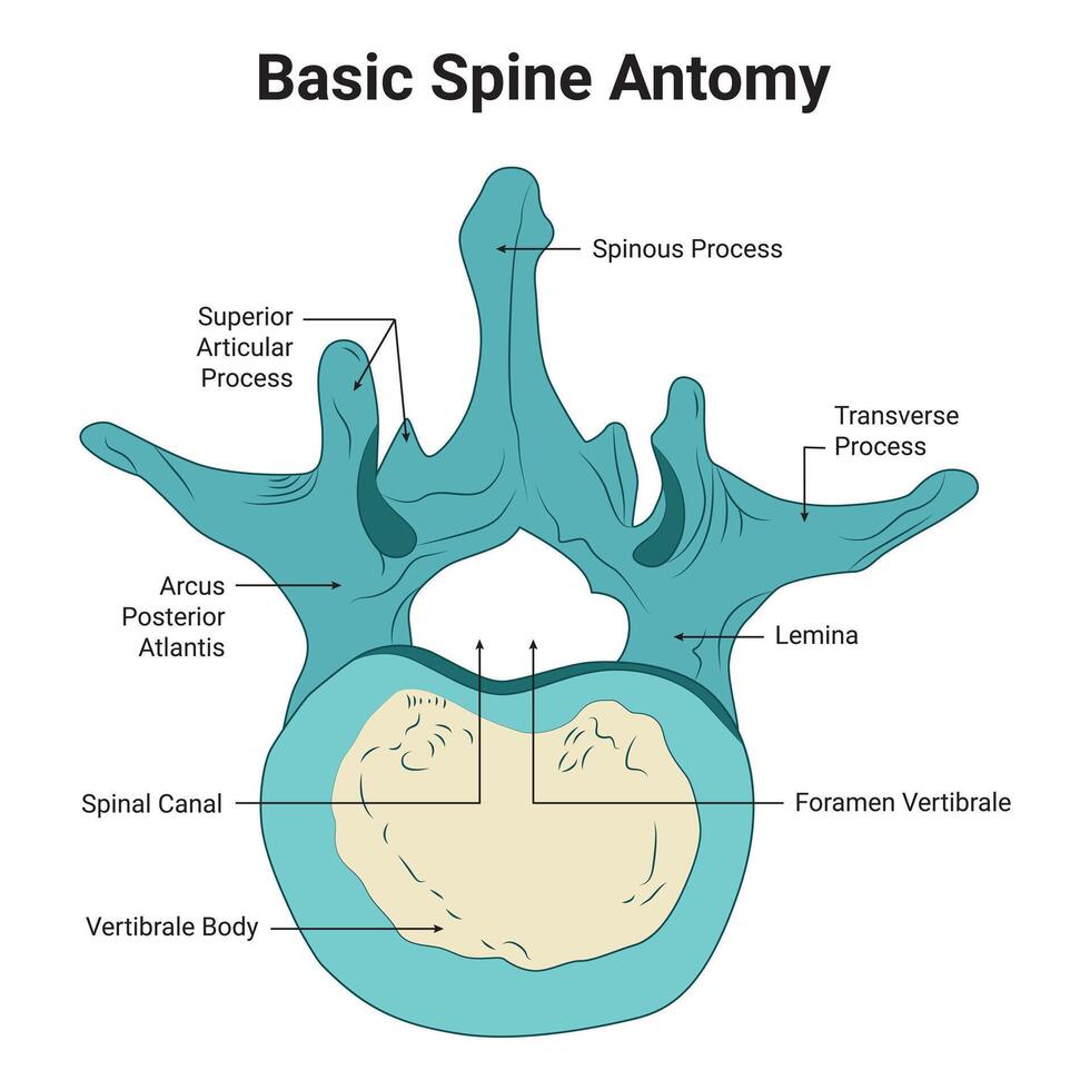 Basic Rücken Anatomie Wissenschaft Design Vektor Illustration