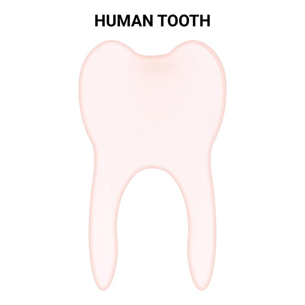 Mensch Zahn Wissenschaft Design Vektor Illustration Diagramm