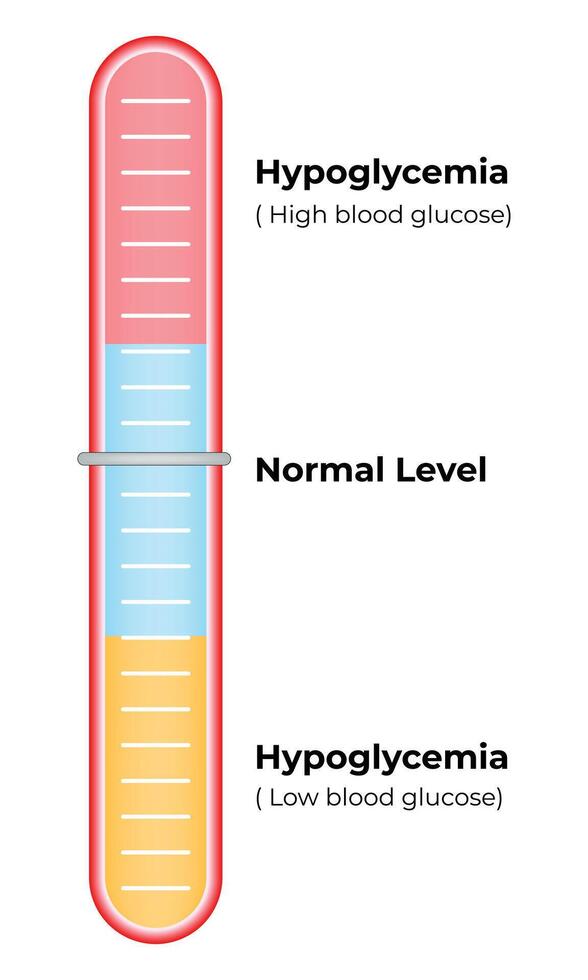 Hypoglykämie normal Niveau Wissenschaft Design Vektor Illustration