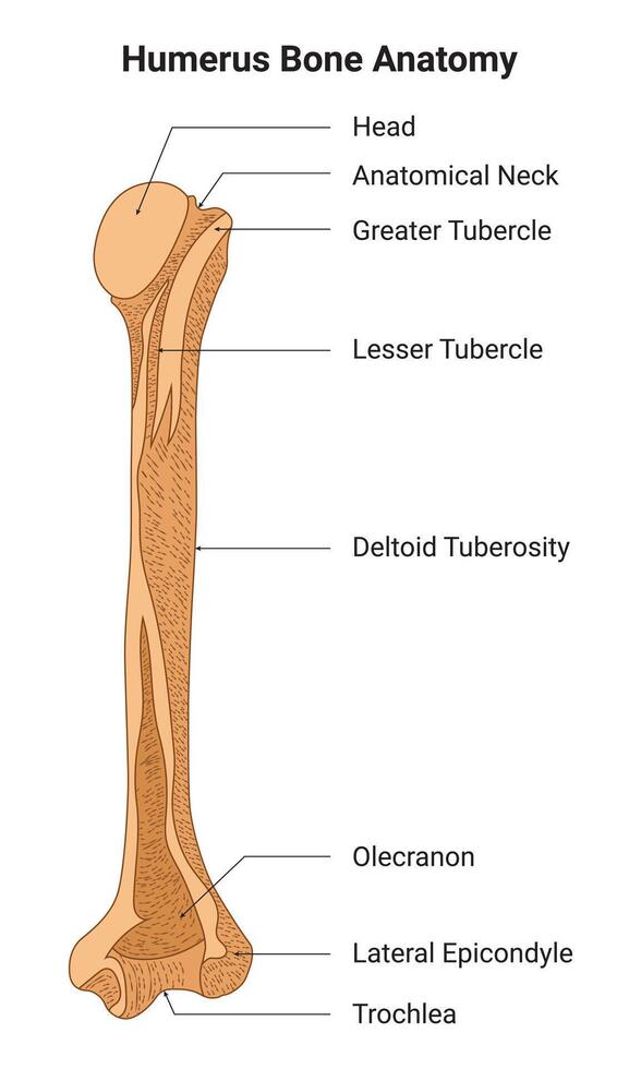 Humerus Knochen Anatomie Wissenschaft Design Vektor Illustration