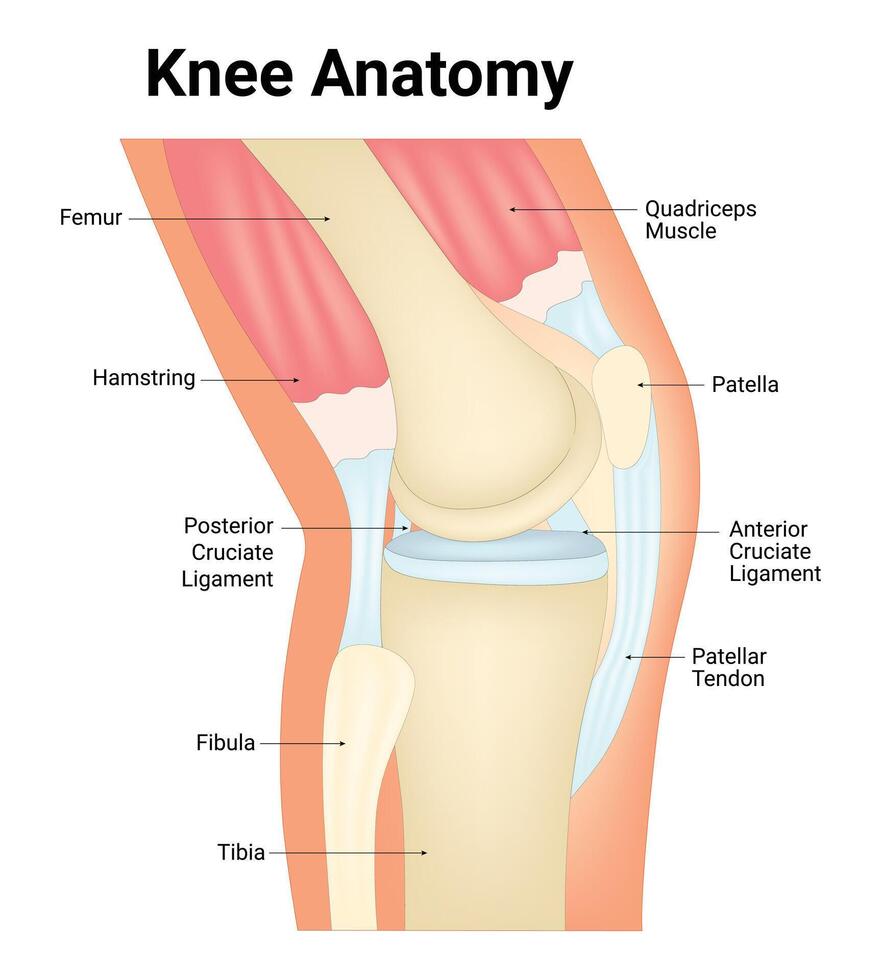 Knie Anatomie Wissenschaft Design Vektor Illustration Diagramm