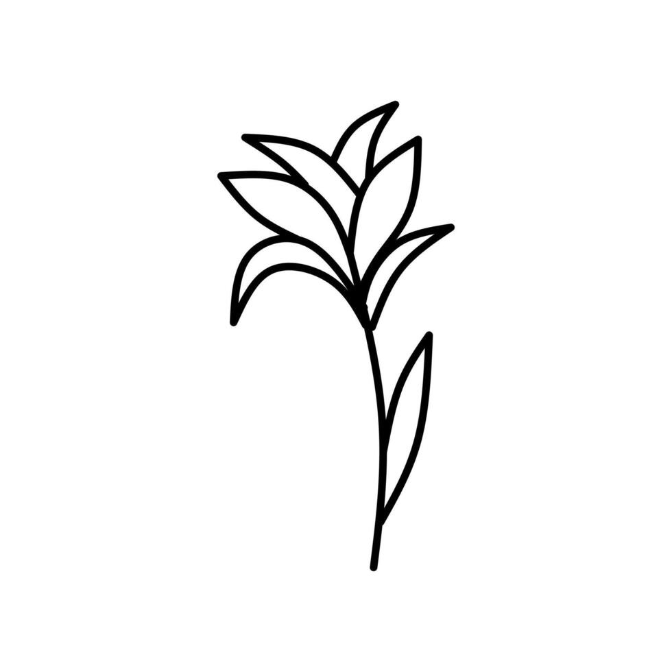 teckning av en växt med löv lämplig för natur, botanisk, trädgårdsarbete, och organisk produkt mönster, förpackning, och pedagogisk material. vektor