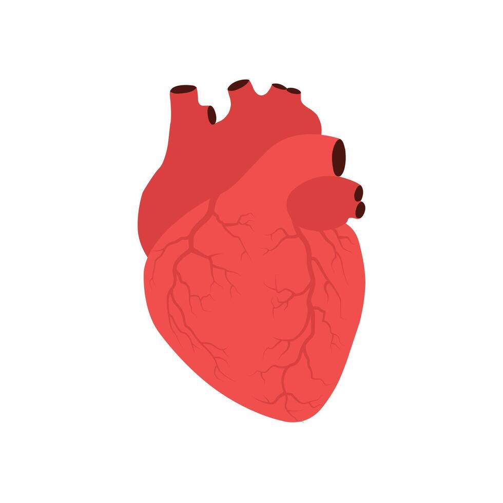 hjärta vektor ikon eller symbol