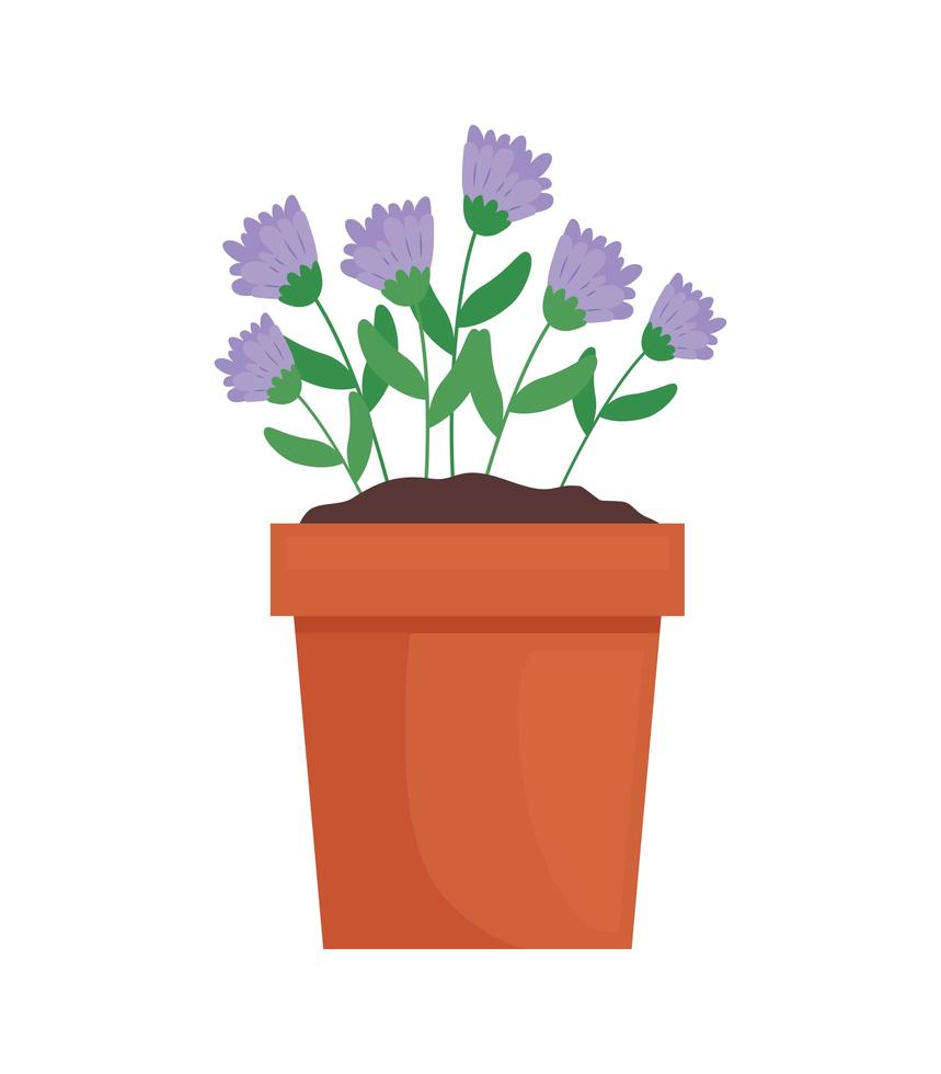 Zimmerpflanze mit lila Blüten vektor