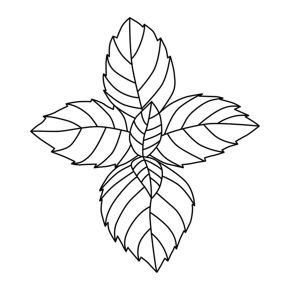 basilika löv isolerat på vit. svart och vit vektor illustration