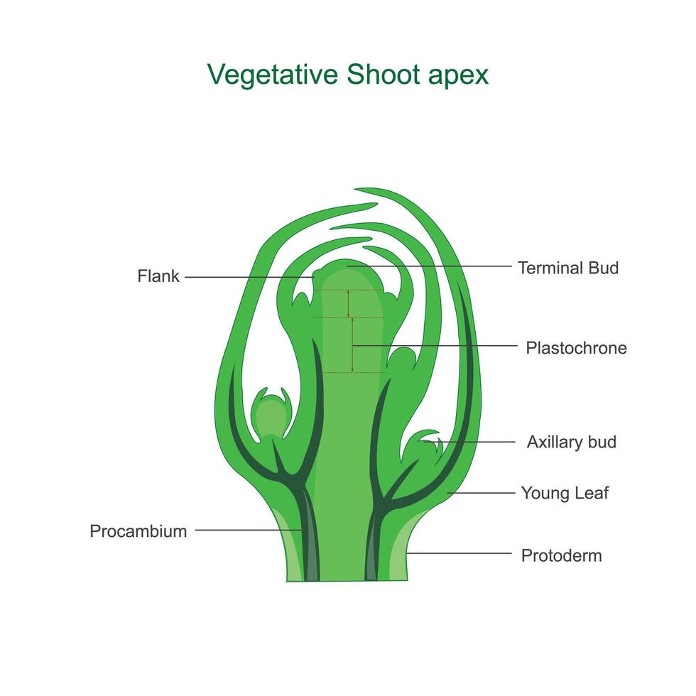 vegetativ skjuta apex vektor