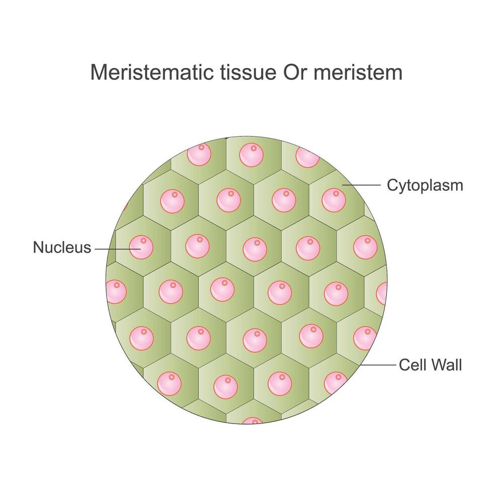 meristematisk vävnad, eller meristem, är växt vävnad ansvarig för tillväxt och differentiering, hittades på de tips av stjälkar och rötter. vektor