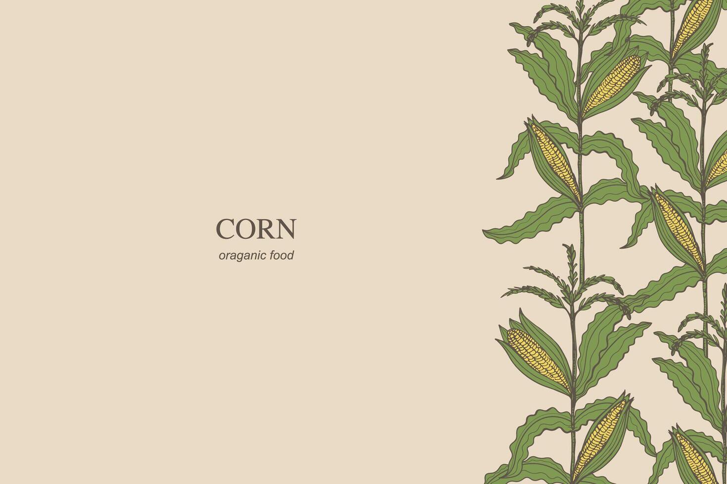 majs kort bakgrund hand dragen gräns mall sädesfält vektor illustration. baner bakgrund med majs kolvar kärnor flingor växt gren. jordbruks beskära, skörd, mat, majs fält, ljuv majs