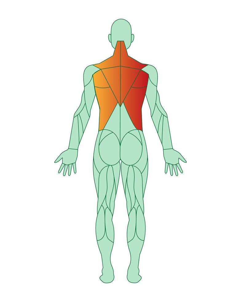 Zahl von ein Mann mit hervorgehoben Muskeln. Trapezius und Latissimus Rücken Muskel Ausbildung. männlich Muskel Anatomie Konzept. Vektor Illustration isoliert auf Weiß Hintergrund.