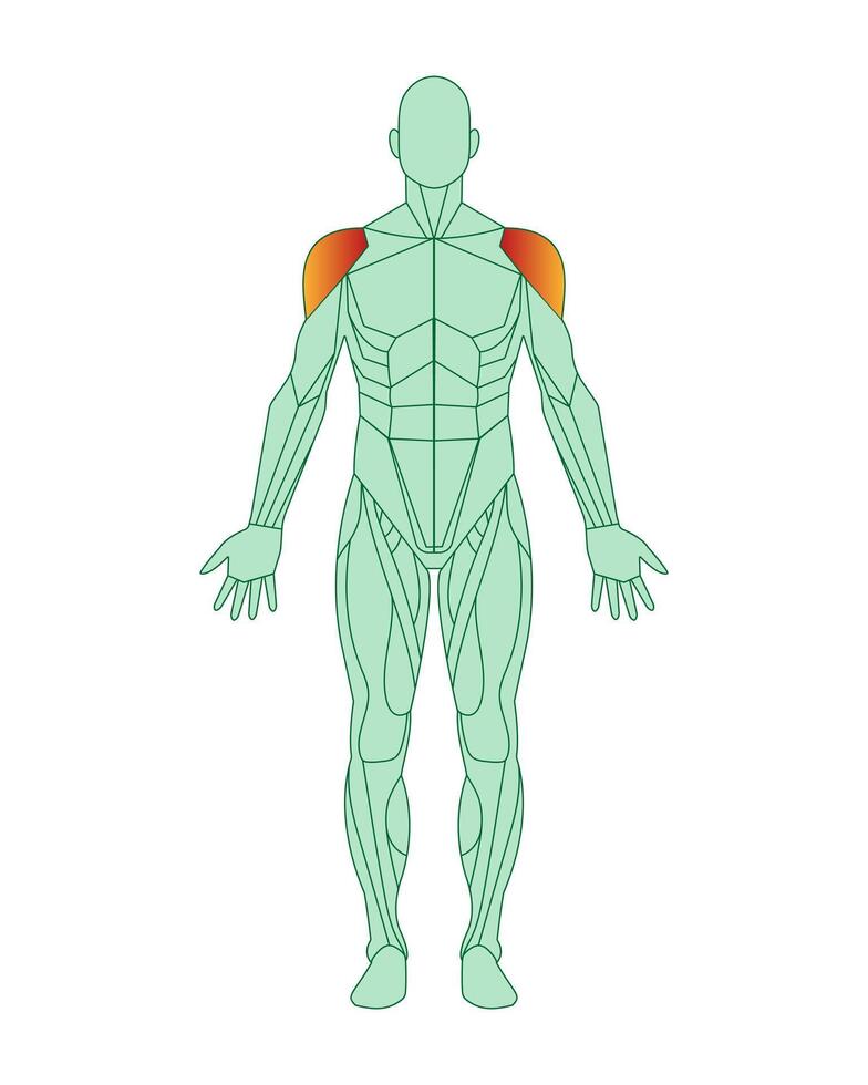 Zahl von Mann mit hervorgehoben Deltamuskel Muskeln. männlich Muskel Anatomie Konzept. Vektor Illustration isoliert auf Weiß Hintergrund.