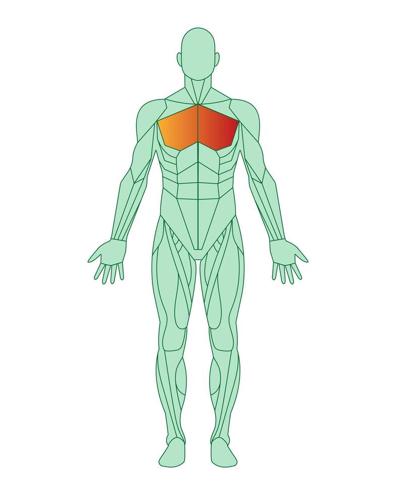 figur av en man med markerad muskler. schematisk av man kropp med bröst- muskler markerad i röd. manlig muskel anatomi begrepp. vektor illustration isolerat på vit bakgrund.