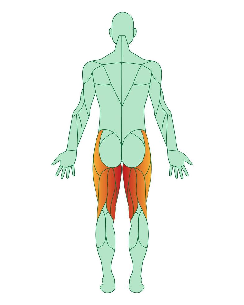 figur av en man med markerad muskler. de muskler av de tillbaka av de lår är markerad i röd. semimembranosus och semitendinosus. manlig muskel anatomi begrepp. vektor illustration isolerat o