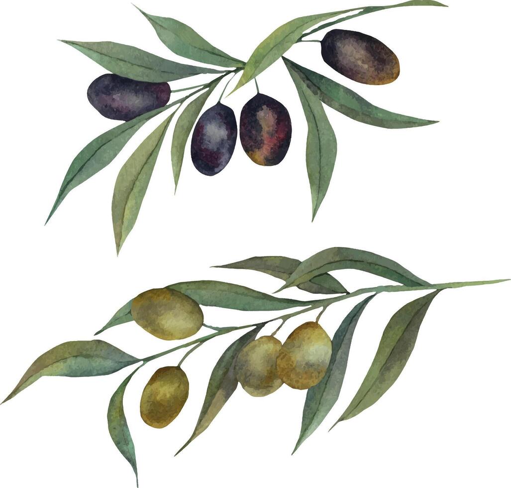 Aquarell Ast mit Oliven. ein handgemalt Aquarell Illustration. ein Illustration von ein Olive handgemalt auf ein isoliert Hintergrund. Olive Geäst. zum das Speisekarte, Verpackung Design. vektor